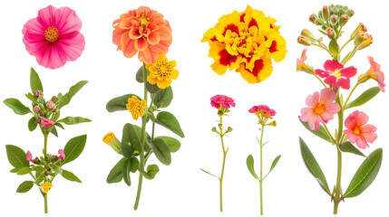 Obraz premium Set of heat tolerant flowers including portulaca, blanket flower, and lantana, isolated on transparent background