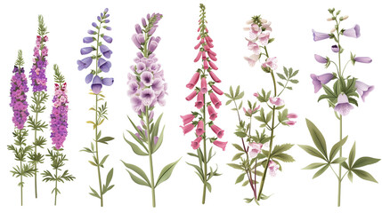 Set of traditional English garden flowers including lavender, foxglove, and lupine, isolated on trnsparent background