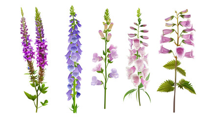 Set of traditional English garden flowers including lavender, foxglove, and lupine, isolated on trnsparent background