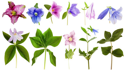 Set of forest floor blooms including trillium, bluebell, and violet, isolated on transparent background