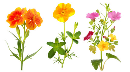 Set of garden annuals including marigold, petunia, and geranium, isolated on transparent background