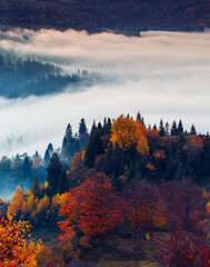 stunning autumn scene in mountains, autumn morning dawn, nature colorful background, Carpathians...