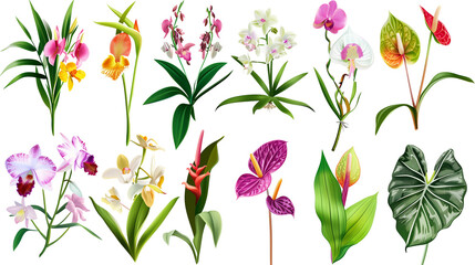 Set of tropical greenhouse flowers including orchids, bromeliads, and anthuriums, isolated on transparent background