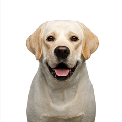 Portrait of happy Labrador retriever dog looking in camera on isolated white background, front view