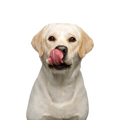 Portrait of Labrador retriever dog licking and looking in camera on isolated white background, front view