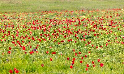 Field with red tulips in the steppe in spring as a background