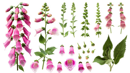 Set of foxglove elements including foxglove flowers, buds, petals, and leaves