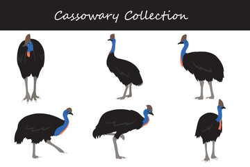 Cassowary collection. Cassowary in different poses. Vector illustration.