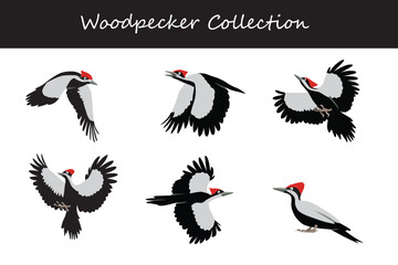 Woodpecker collection. Woodpecker in different poses. Vector illustration.