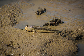 A mudskipper, a fish that can live out of water for a period of time, lying in the mud of an...