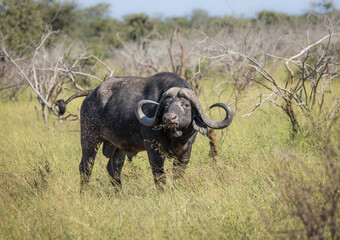 Obraz premium A Cape buffalo with unusual sweeping curved horns on full alert as it watches the photographer and suffers under a swarm of flies in a grassy patch of the bushveld in the Kruger Park in South Africa.