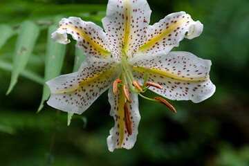 close up of a lily