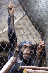 chimp monkey in the prison