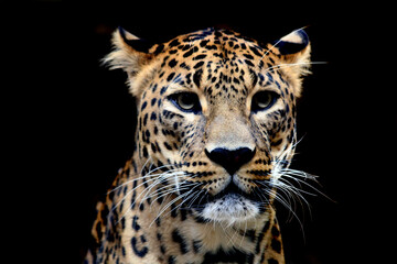 Sri Lankan leopard - Panthera pardus kotiya - isolated