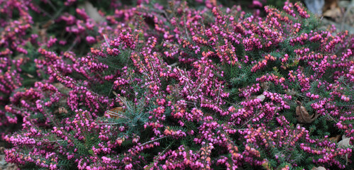 Fototapeta premium heather plant texture