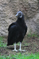nice black vulture
