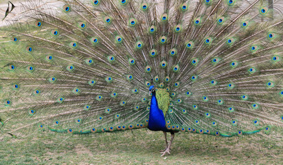 nice big peacock