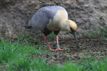 black face ibis