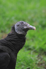 nice black vulture
