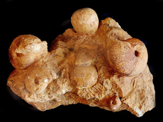 ammonite fossil isolated © jonnysek