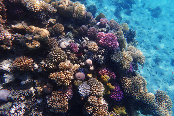 nice coral reef in the Egypt, Safaga
