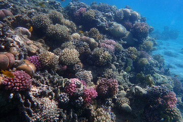 nice coral reef in the Egypt, Safaga
