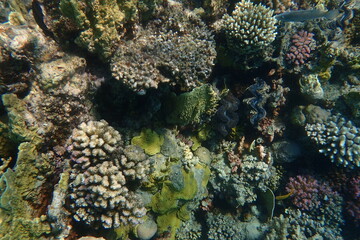 nice coral reef in the Egypt, Safaga