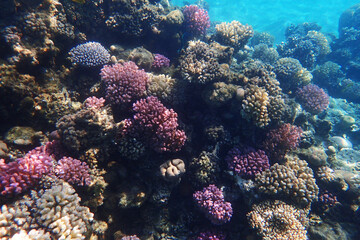 nice coral reef in the Egypt, Safaga