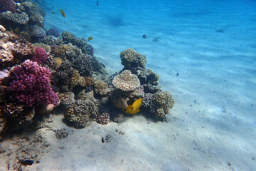 nice coral reef in the Egypt, Safaga