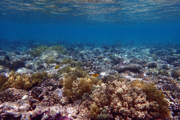 nice coral reef in the Egypt, Safaga