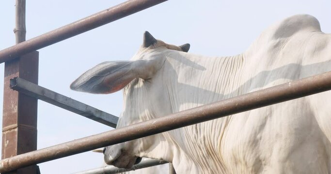 close up of a white cow behind a metal fence
