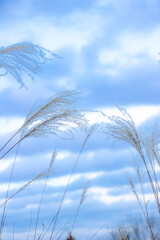 日本の風景、ススキと青空