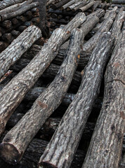 シイタケ栽培の組まれた原木