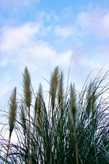 日本の風景、穂先が太いススキと青空
