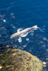 日本の神社にいた白い神秘な鯉