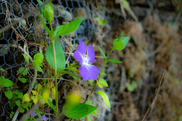 苔壁に一輪だけ咲く紫色の朝顔