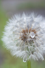 雨上がりに雫がついたたんぽぽのクローズアップ、正面