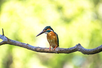 木にとまっている日本の公園に住むカワセミのアップ