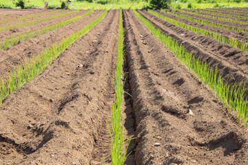 日本の畑、土と緑のデザイン的な作物の列、横位置
