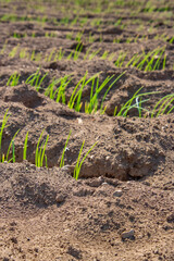 日本の畑、土と緑のデザイン的な作物の列、アップ