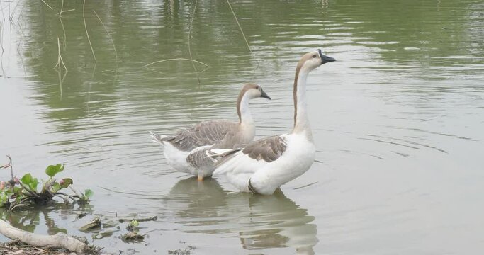close up of both geese are standing on the water's edge