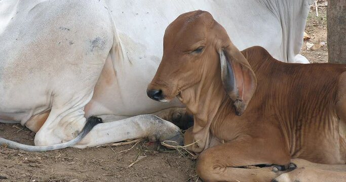 Close up of two cows lying in a field. The young brown cow in the foreground rests beside the white cow in the background.