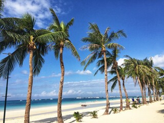 palm trees on the beach