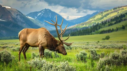 Naklejka premium An elk is peacefully grazing in a grassy field with towering mountains in the background. The majestic animal is surrounded by natures beauty, foraging for food in its natural habitat.