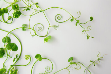Curly pea plant tendrils