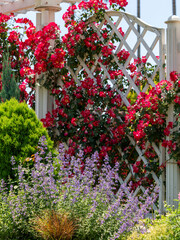 植物園に咲く鮮やかな薔薇の花