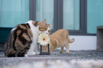 winter holiday and cat concept with british and scottish cat play at garden with flower background