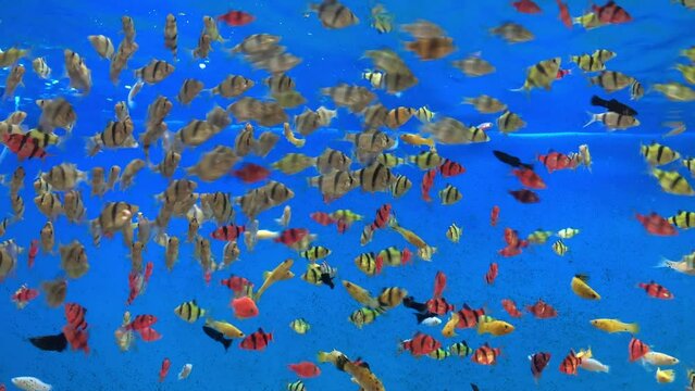 A flock of acarum fish in an aquarium