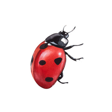 Ladybug clipart, isolated illustration. Beautiful insect on a white background, watercolor painted by hand art for wallpaper. Cartoon cute animal. Watercolour print, hand drawn,red lady bug black dots