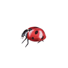 Ladybug clipart, isolated illustration. Beautiful insect on a white background, watercolor painted by hand art for wallpaper. Cartoon cute animal. Watercolour print, hand drawn,red lady bug black dots